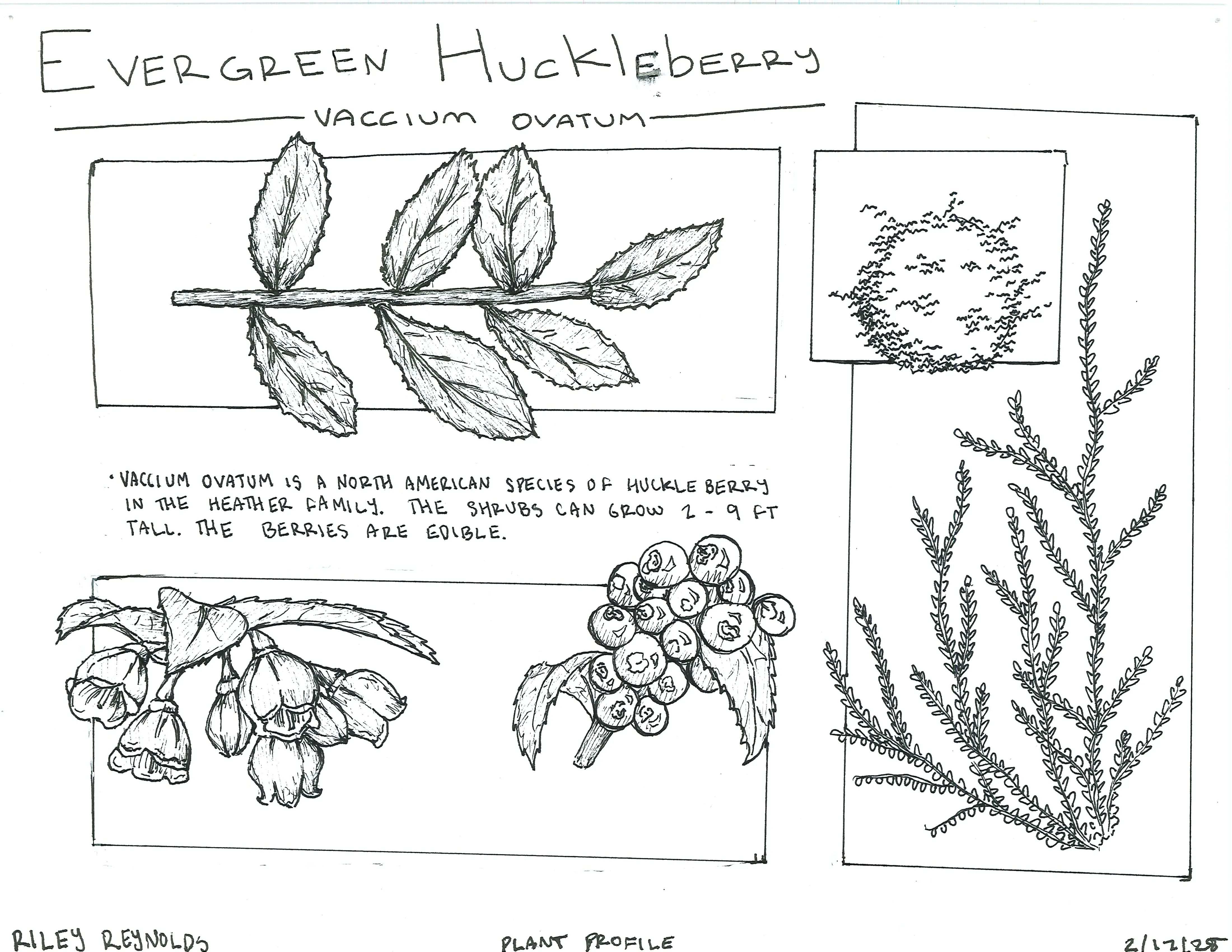 Hand-sketched artwork depicting evergreen huckleberry leaves, flower, fruit, and shrubs.